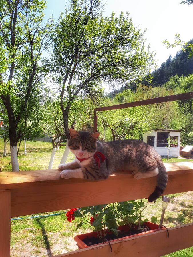 Brvnara Borovik Villa Cetinje Bagian luar foto