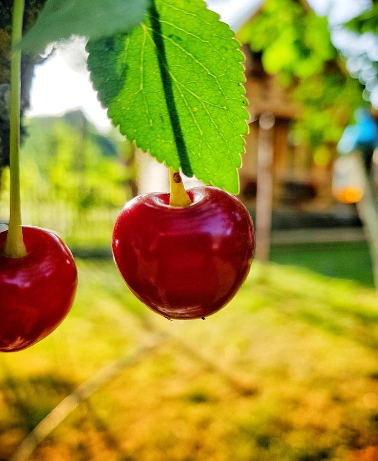 Brvnara Borovik Villa Cetinje Bagian luar foto